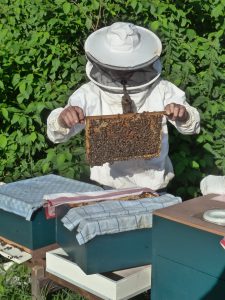 beekeeper-985082