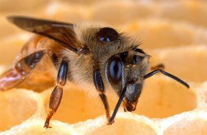 varroa bee-85576_1920